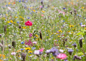 Champs de fleurs sauvages