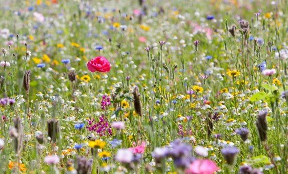 Champs de fleurs sauvages