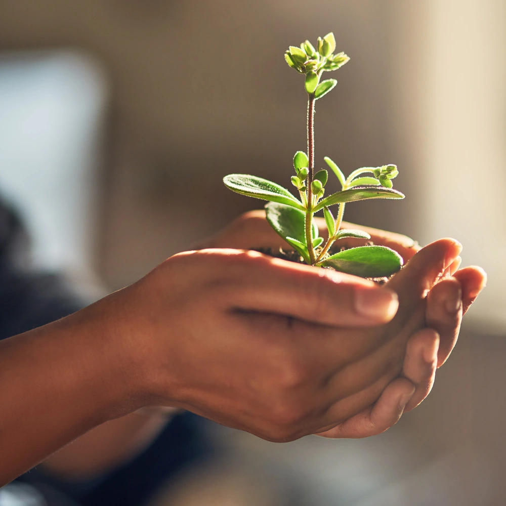 Main tenant une petite plante